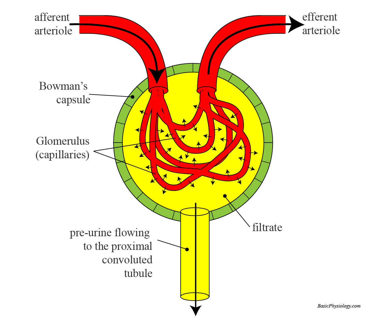 Structure of a Renal Corpuscle